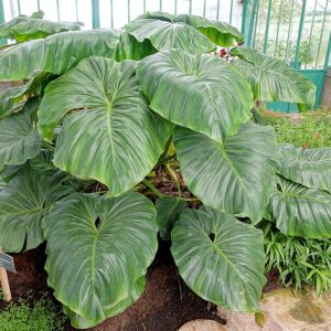 Philodendron Green Princess