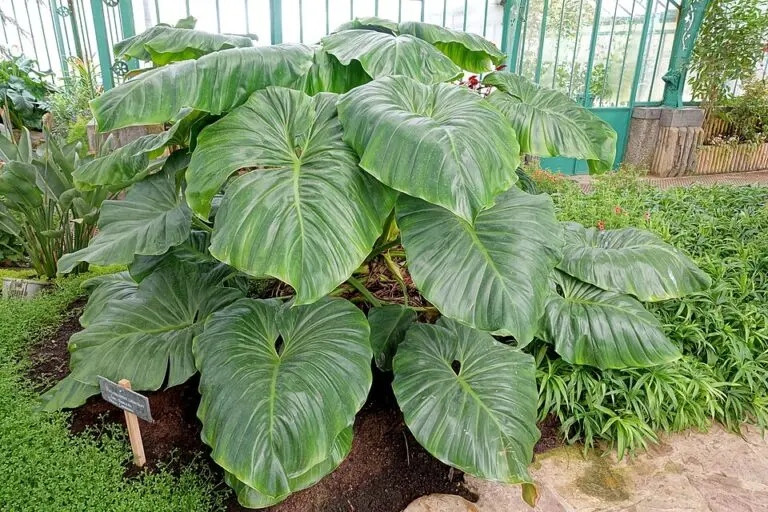 Philodendron Green Princess