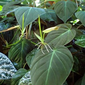Philodendron Micans