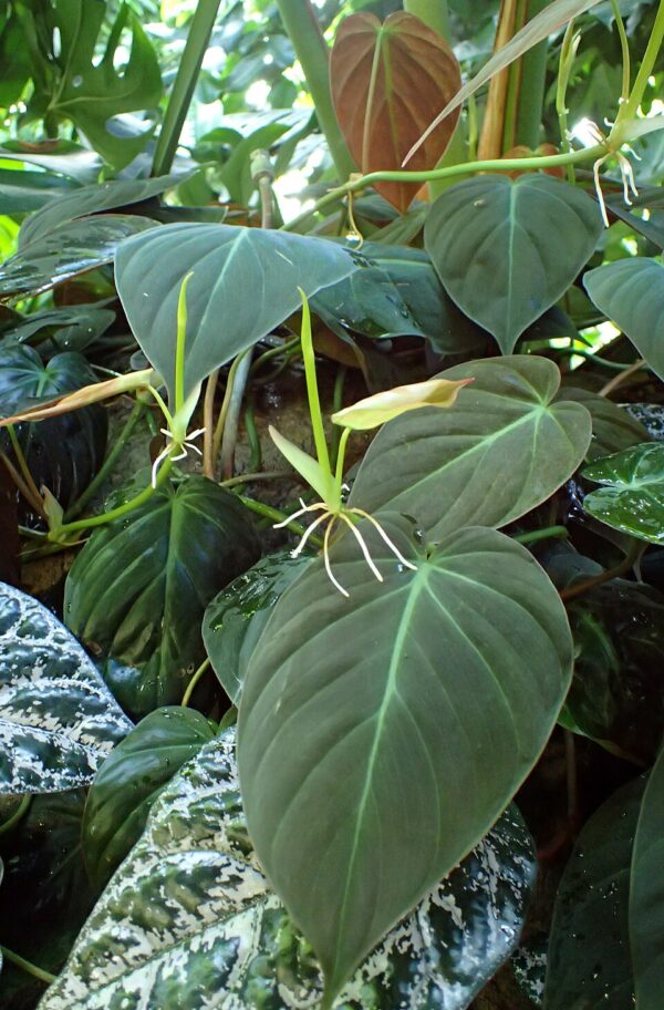 Philodendron Micans
