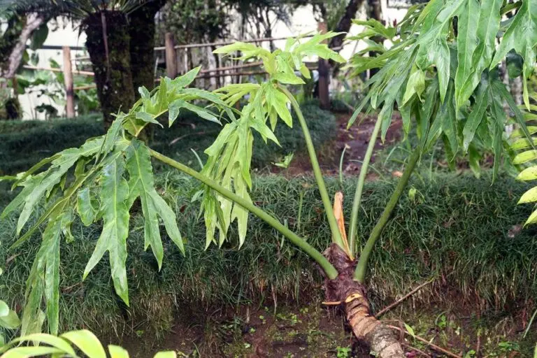 Philodendron Panda