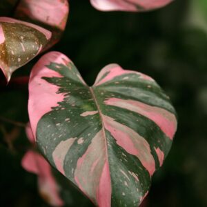 Philodendron Pink Princess