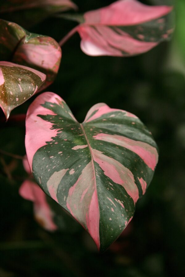Philodendron Pink Princess