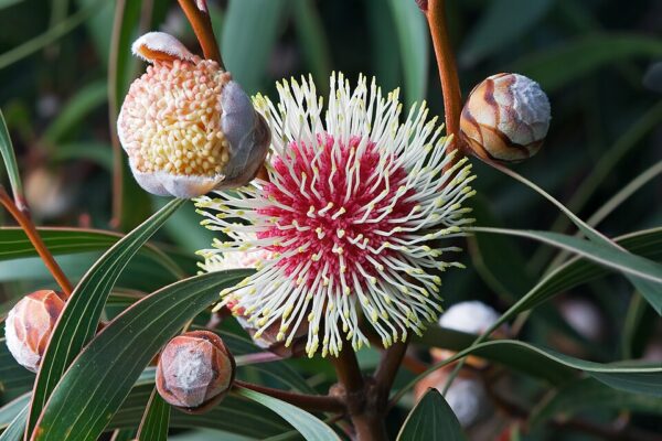 Pin-Cushion Hakea