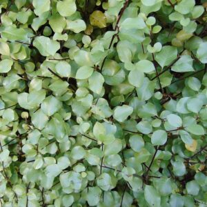 Pittosporum Silver Sheen