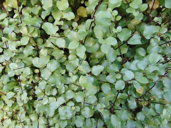 Pittosporum Silver Sheen