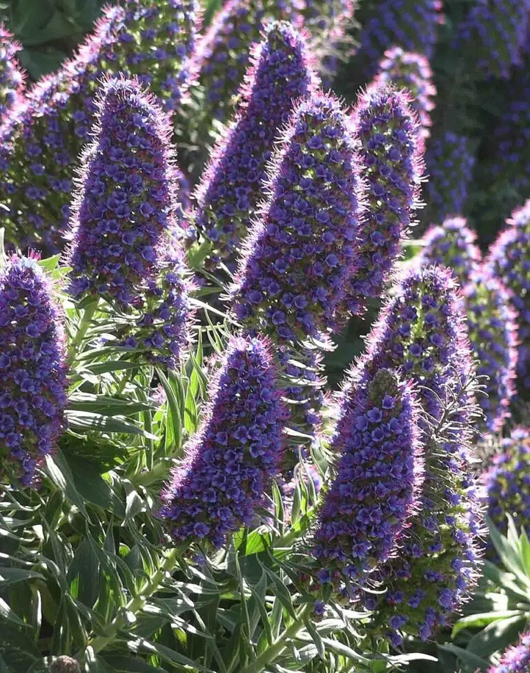Pride of Madeira