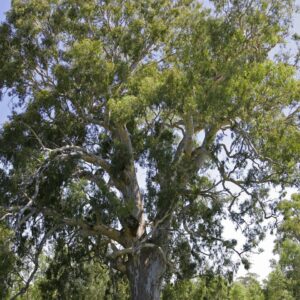 river red gum