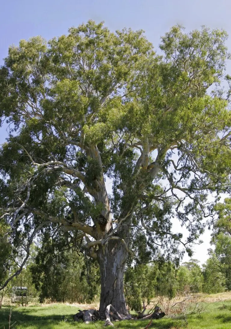 river red gum