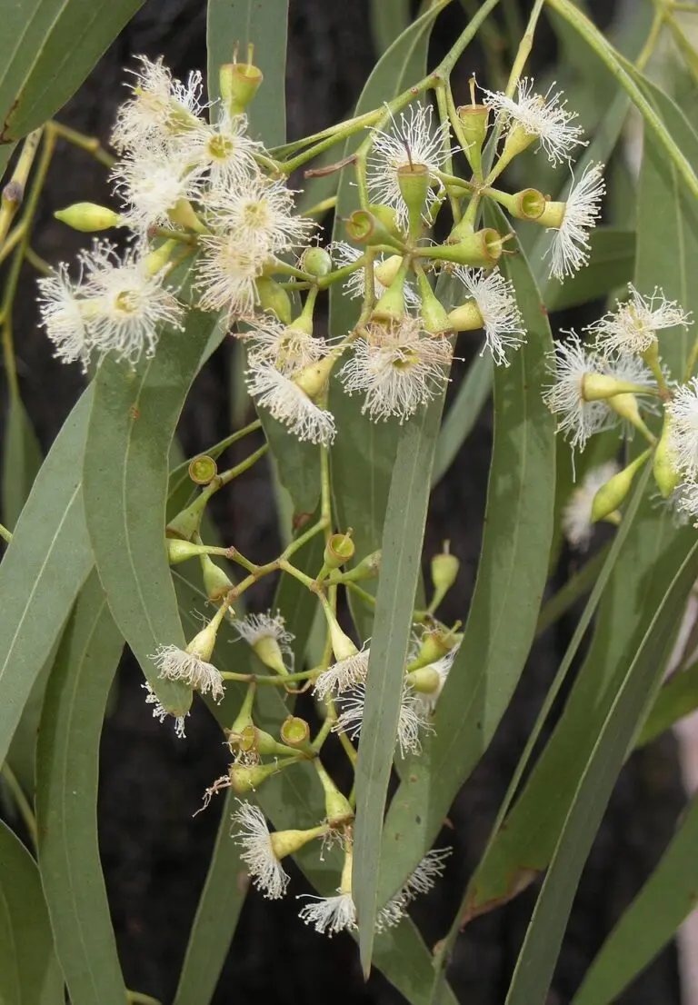 Snow Gum
