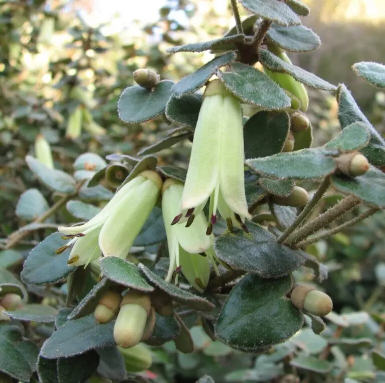 Roundleaf Correa