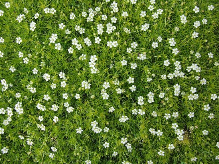 Scotch Moss