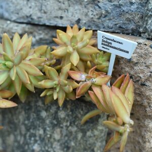 Sedum adolphii