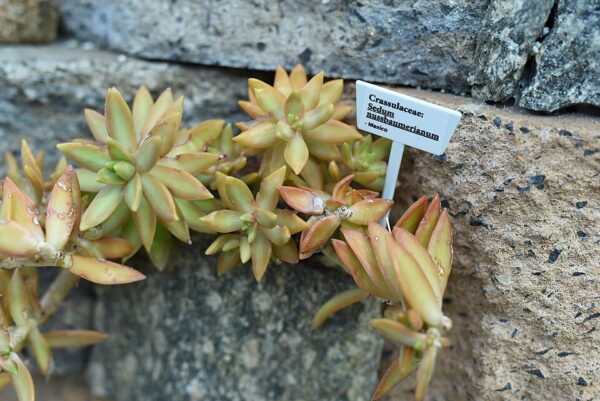 Sedum adolphii