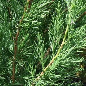 Spartan Chinese Juniper