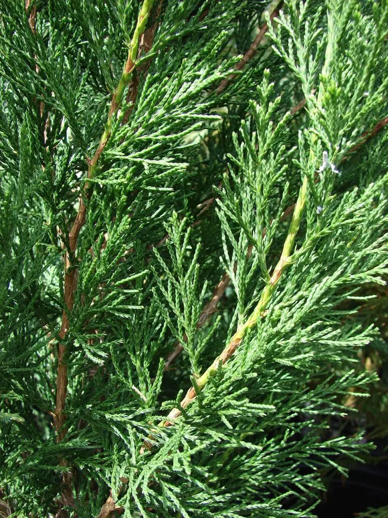 Spartan Chinese Juniper
