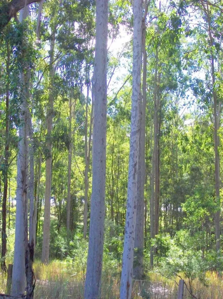 Spotted Gum