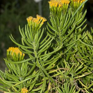Succulent Bush Senecio