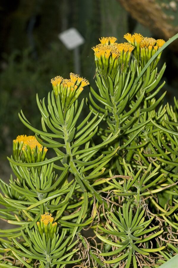 Succulent Bush Senecio