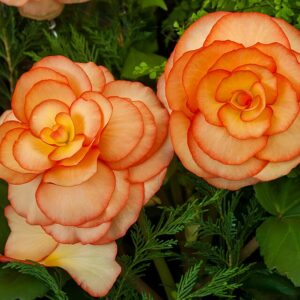 Tuberous Begonia