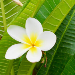 Frangipani