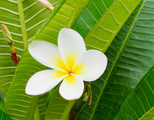 Frangipani