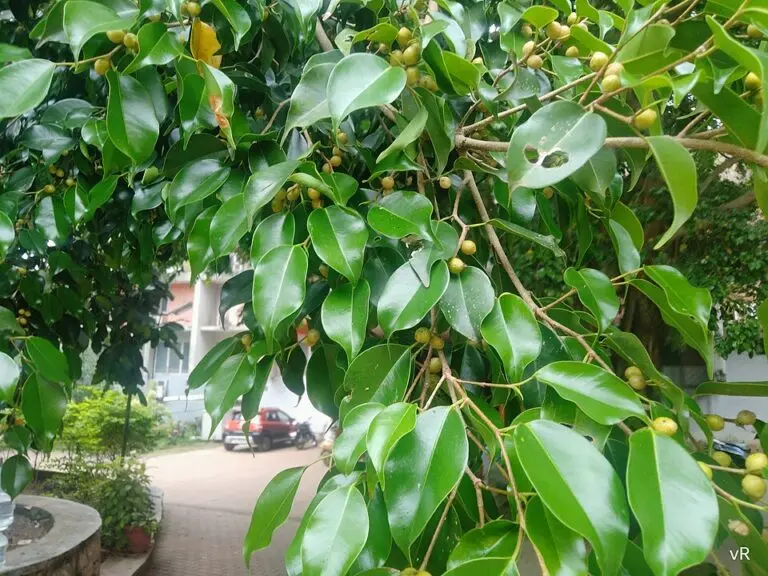 Weeping fig