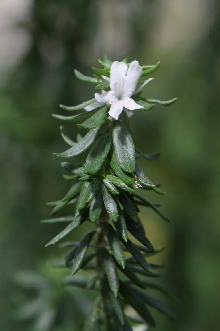 Westringia Naringa