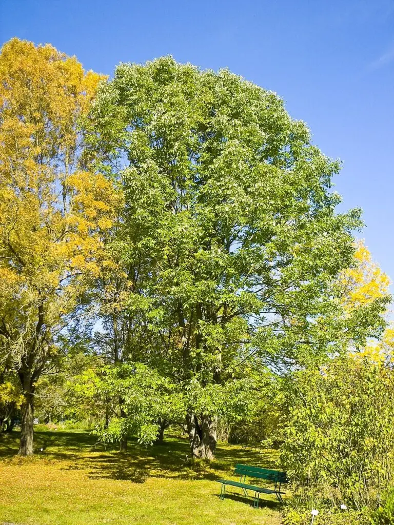 White Ash | Trees | Diaco’s Garden Nursery