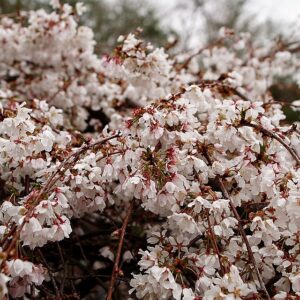 White Weeping Cherry