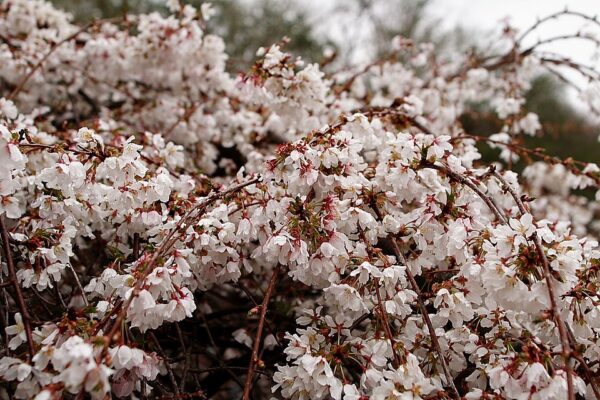 White Weeping Cherry