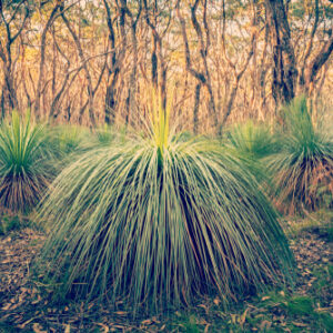 Grass Tree
