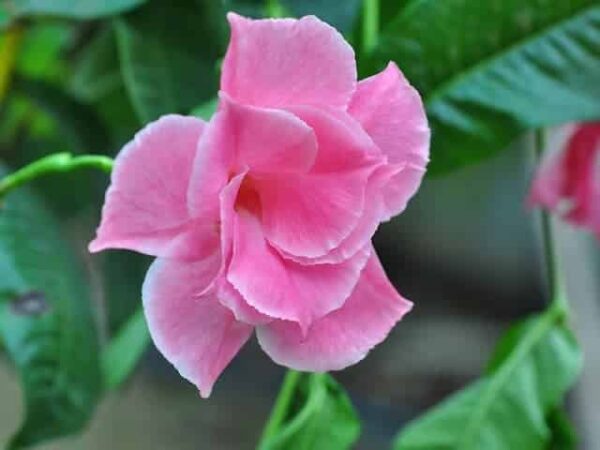 Mandevilla