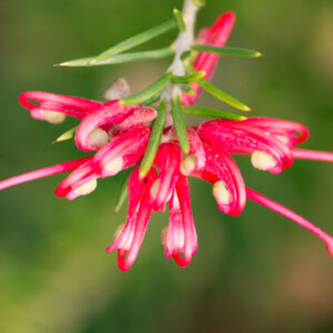 Grevillea Fireworks