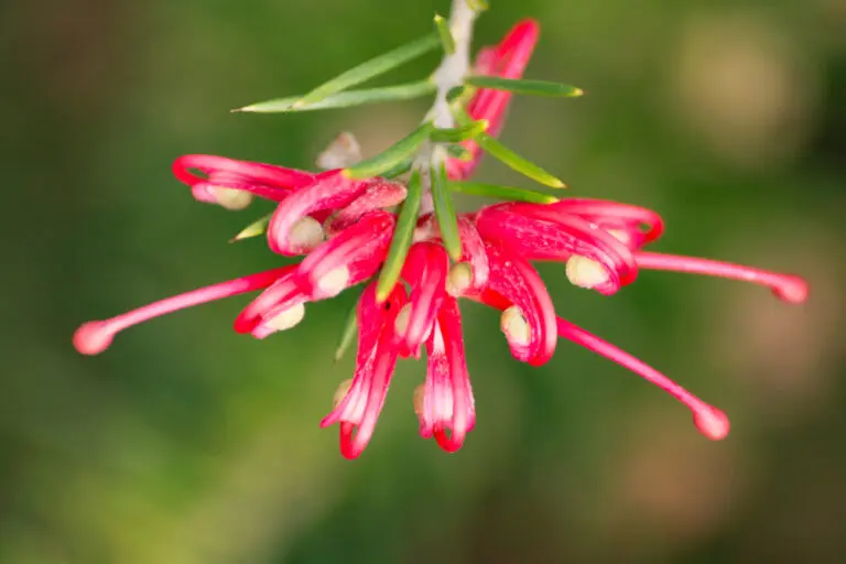 Grevillea Fireworks