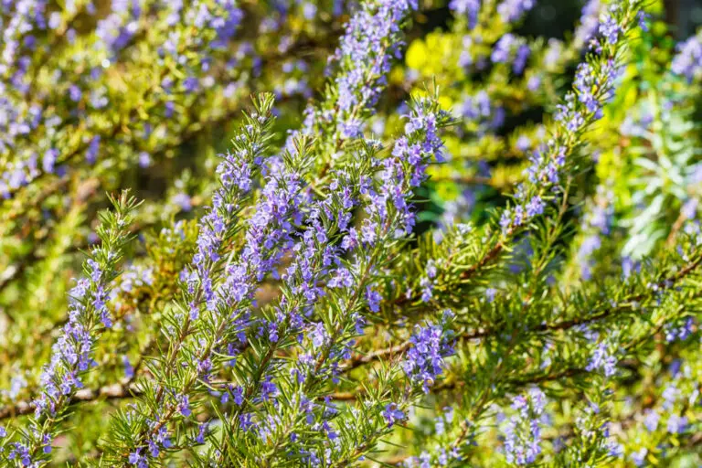 Rosemary Benenden Blue