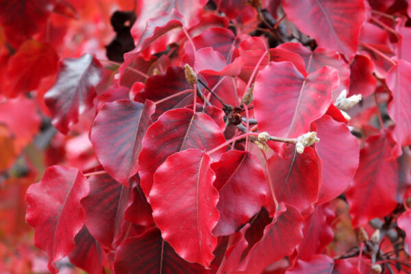 Cleveland Select Ornamental Pear - Image 3