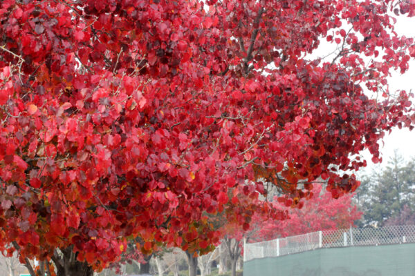 Capital Ornamental Pear - Image 2