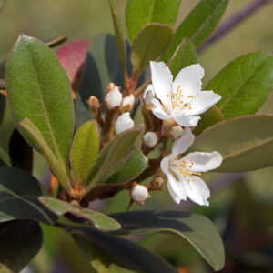 Spring Pearl Indian Hawthorn