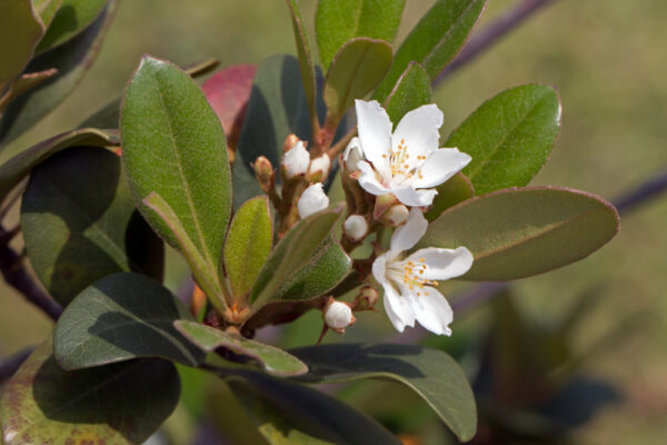 Spring Pearl Indian Hawthorn