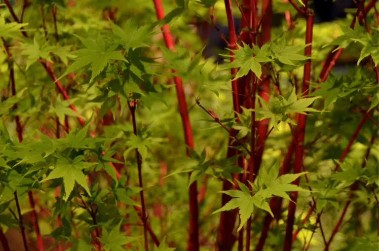 Coral Bark Maple