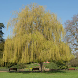 Weeping Willow