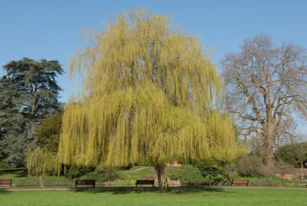 Weeping Willow