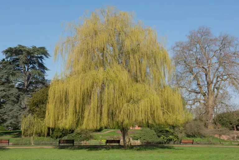 Weeping Willow