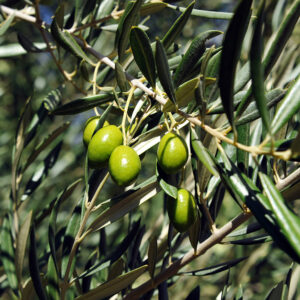 Olive Garden Harvest