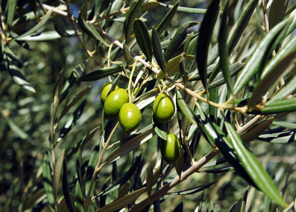 Olive Garden Harvest
