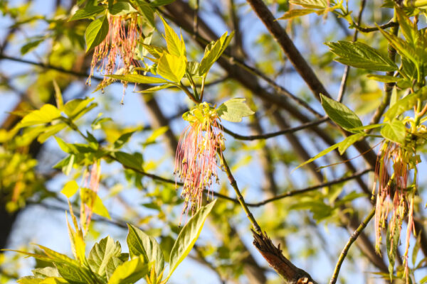 Purple Leaf Box Elder - Image 2