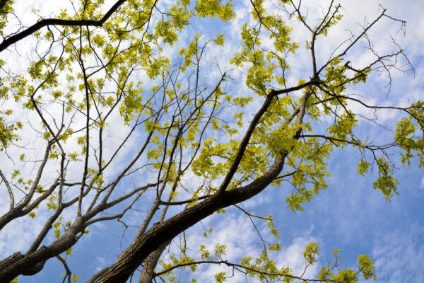 Golden Robinia - Image 2
