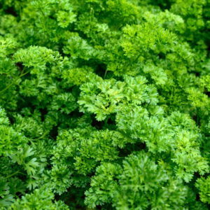 Parsley Curly
