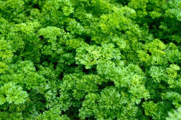 Parsley Curly